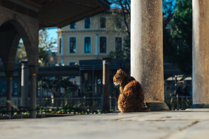 Стамбульские коты! Кот, Стамбул, Фотография, Путешествия, Nikon, Длиннопост