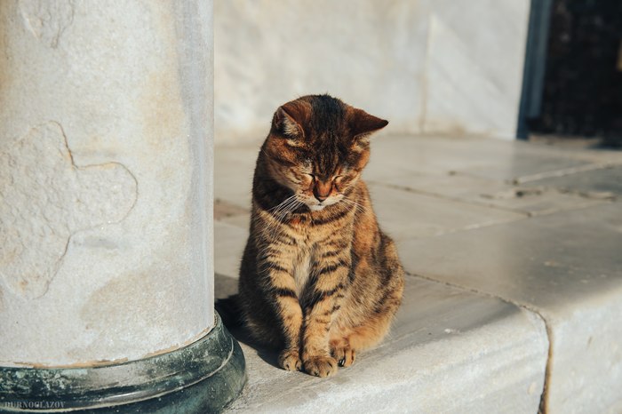 Стамбульские коты! Кот, Стамбул, Фотография, Путешествия, Nikon, Длиннопост
