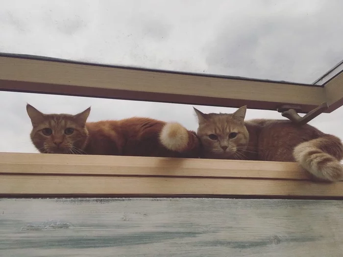 Let me in, let me in, let me in. No, let me out, let me out - My, cat, Redheads, Muzzle