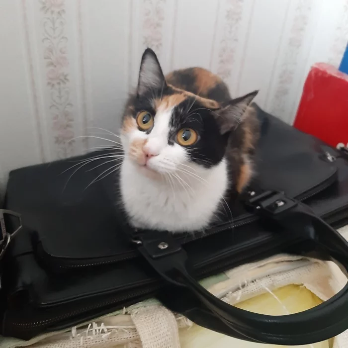 Cat on a suitcase - My, cat, Tricolor cat, Suitcase, Pet, Mobile photography, Milota, beauty, Sight, Pets