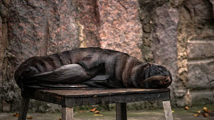 Urgent order for beautiful wild animals - My, Moscow Zoo, Wild animals, Cell, Moscow, Animal ears, The national geographic, BBC, Russia today, The photo, Sony, Sony alpha, Animals, Nature, Town, Longpost