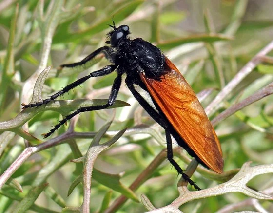 Hawk Wasp: Tarantula Killer. An elegant killer with an extremely painful bite - Wasp, Insects, Yandex Zen, Animals, Longpost