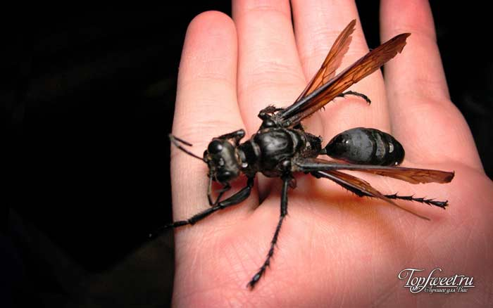 Hawk Wasp: Tarantula Killer. An elegant killer with an extremely painful bite - Wasp, Insects, Yandex Zen, Animals, Longpost