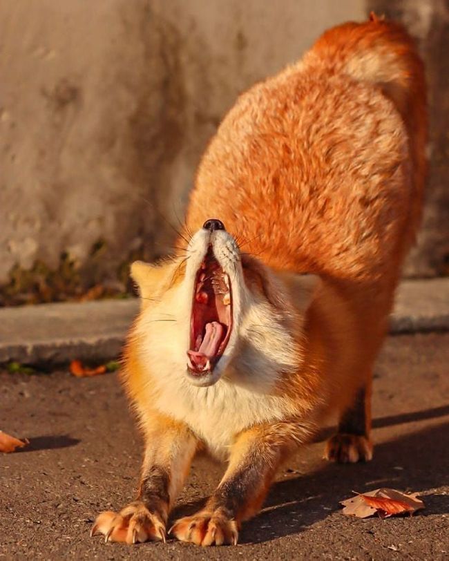 Woke up, stretched - Good morning, Fox