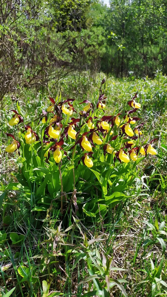 Red Book (and not only) orchids in the Leningrad region - My, Orchids, Leningrad region, Longpost, lady's slipper, Toad