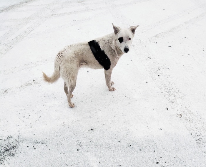 Всретил такого красавчика