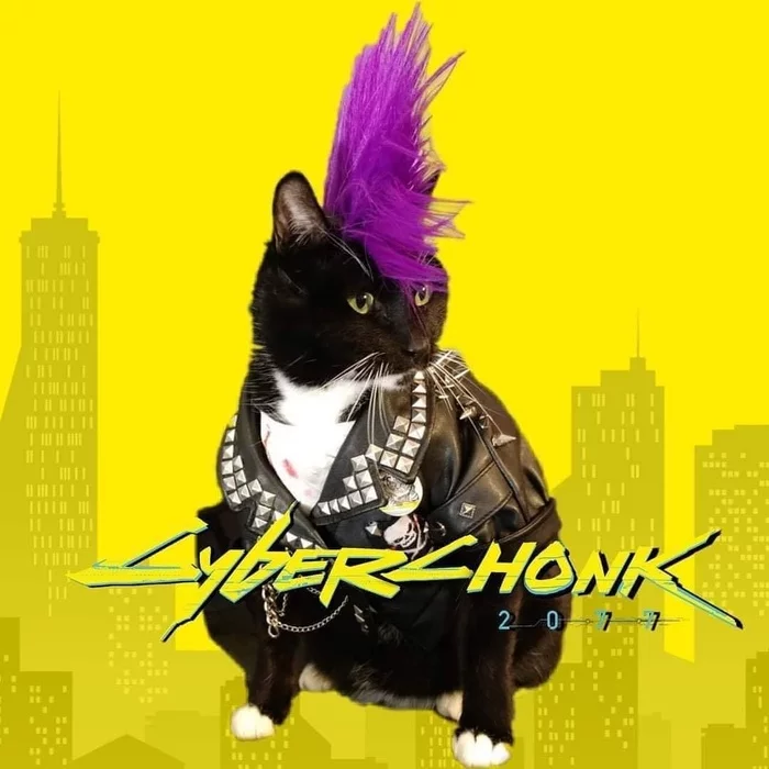 Kittens about the release of Cyberpunk - My, news, Survey, Game Reviews, Cyberpunk 2077, CD Projekt, cat