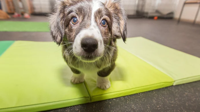 180 dogs were rescued from a burnt kennel in Novosibirsk - Novosibirsk, Pets, Animal Rescue, Fire, Nursery, Dog, Mir24, Ministry of Emergency Situations, Negative