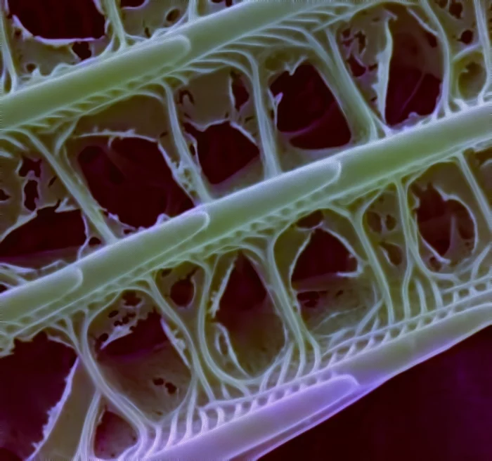 A scale on a butterfly wing with a magnification of 65,000x in an electron microscope - My, Microfilming, Scales, Butterfly, Nanostructures, Electron microscope