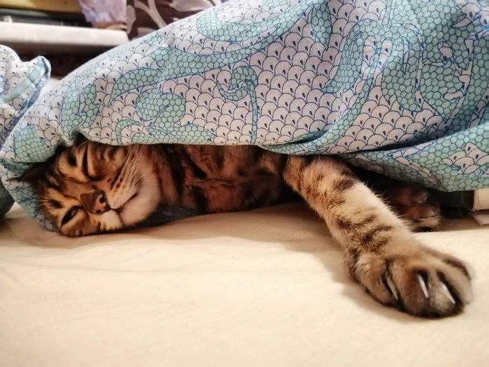 Every morning when you have to get up for work... - My, Bengal cat, cat, My totem animal