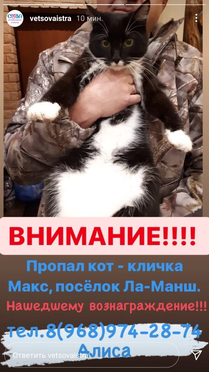 Help me find the cat! - My, Lost cat, cat, Istra, Moscow region, Longpost, No rating, Help