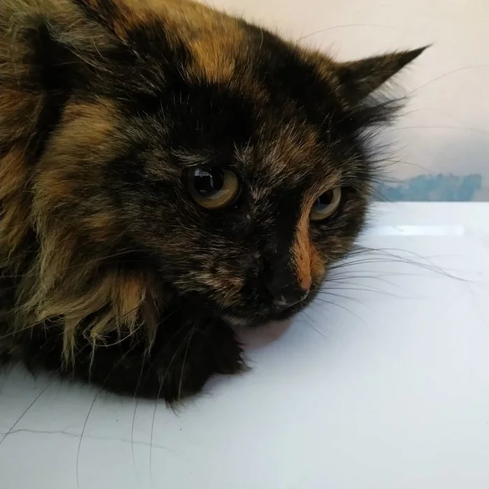 Kurilian Bobtail. Found it. I'm setting it up. Vladivostok - My, Tricolor cat, Kurilian Bobtail, Lost, In good hands, Pet, Pets, Longpost, cat, No rating, Vladivostok