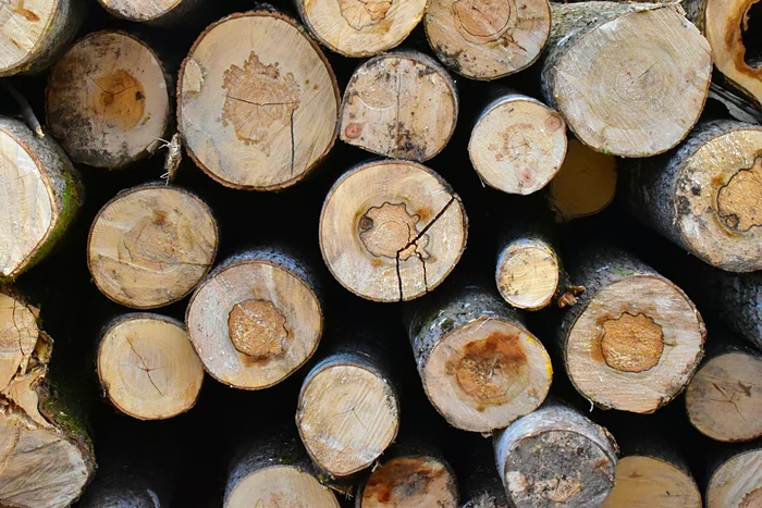 Rings on saw cuts - My, Log house, Tree, Log, Question, Nikon, Forest, Ring, Longpost