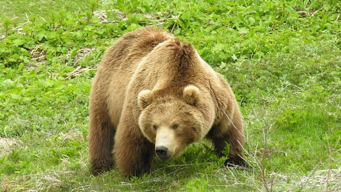 Bear Kingdom of Tajikistan - The Bears, Brown bears, Tajikistan, Wild animals, The mountains, Red Book, King of the hill, Longpost