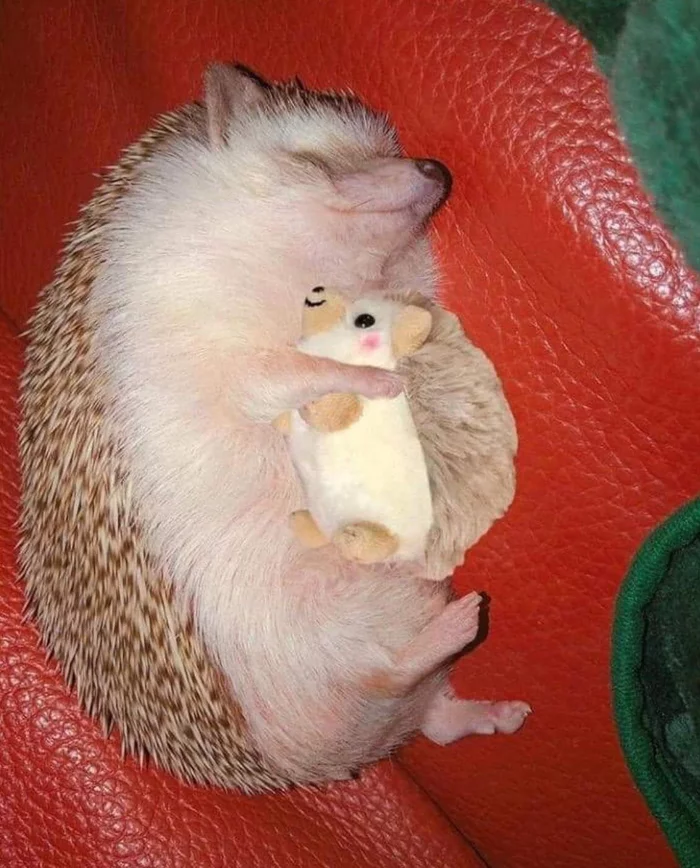 Monday morning - The photo, Humor, Animals, Hedgehog, Morning, Toys, Soft toy, African pygmy hedgehog