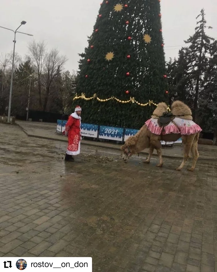 Santa's reindeer aren't the same anymore - New Year, Father Frost, Santa Claus, Deer, Camels