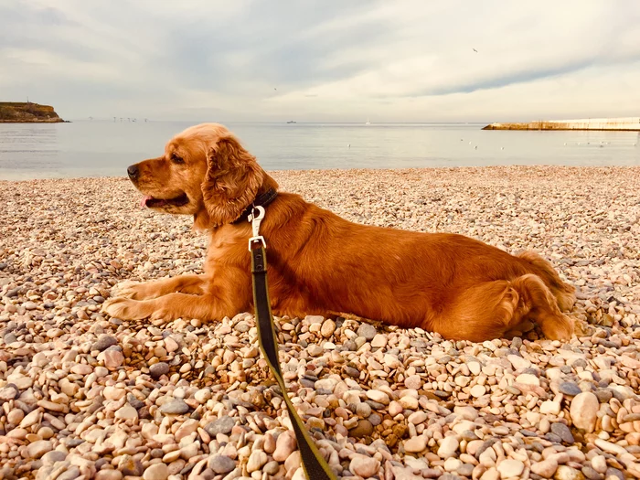 Walrus on the Sea - My, Sea, Dog, Walruses, Video, Longpost