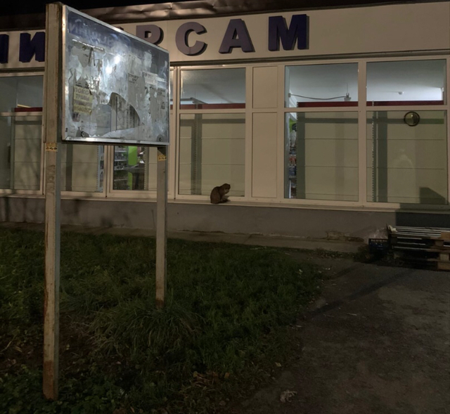 Our new ward and her two children. An ordinary “store” cat that slept on concrete at night. And on sanitary days too - My, cat, Animal Rescue, Kittens, Kindness, Longpost