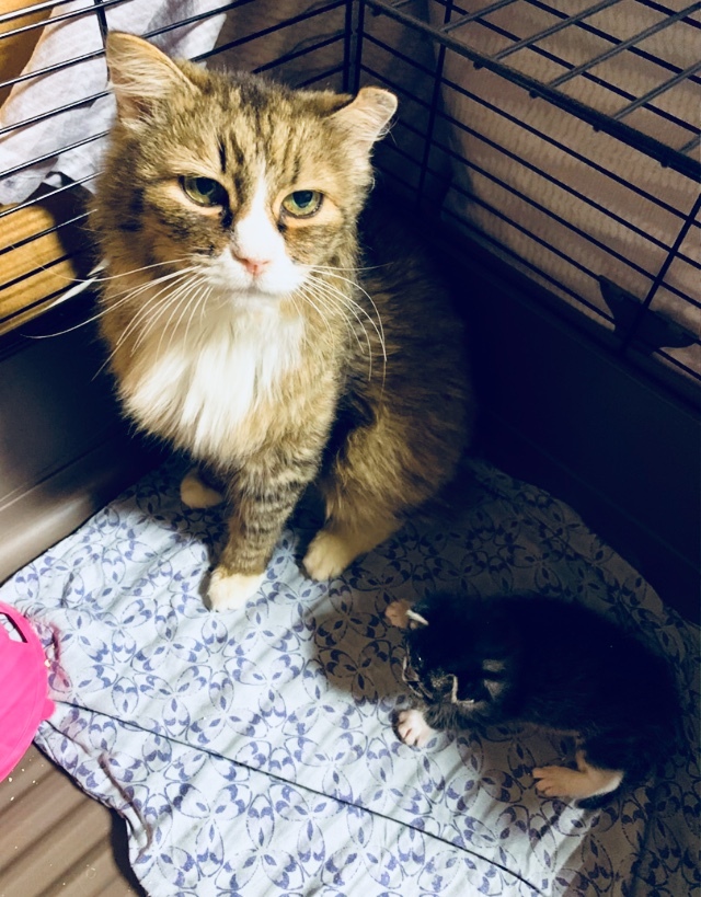 Our new ward and her two children. An ordinary “store” cat that slept on concrete at night. And on sanitary days too - My, cat, Animal Rescue, Kittens, Kindness, Longpost