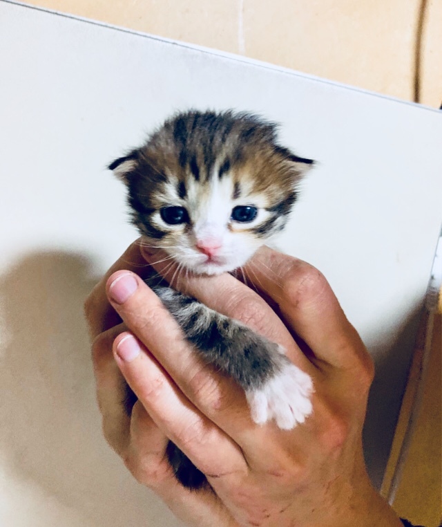 Our new ward and her two children. An ordinary “store” cat that slept on concrete at night. And on sanitary days too - My, cat, Animal Rescue, Kittens, Kindness, Longpost