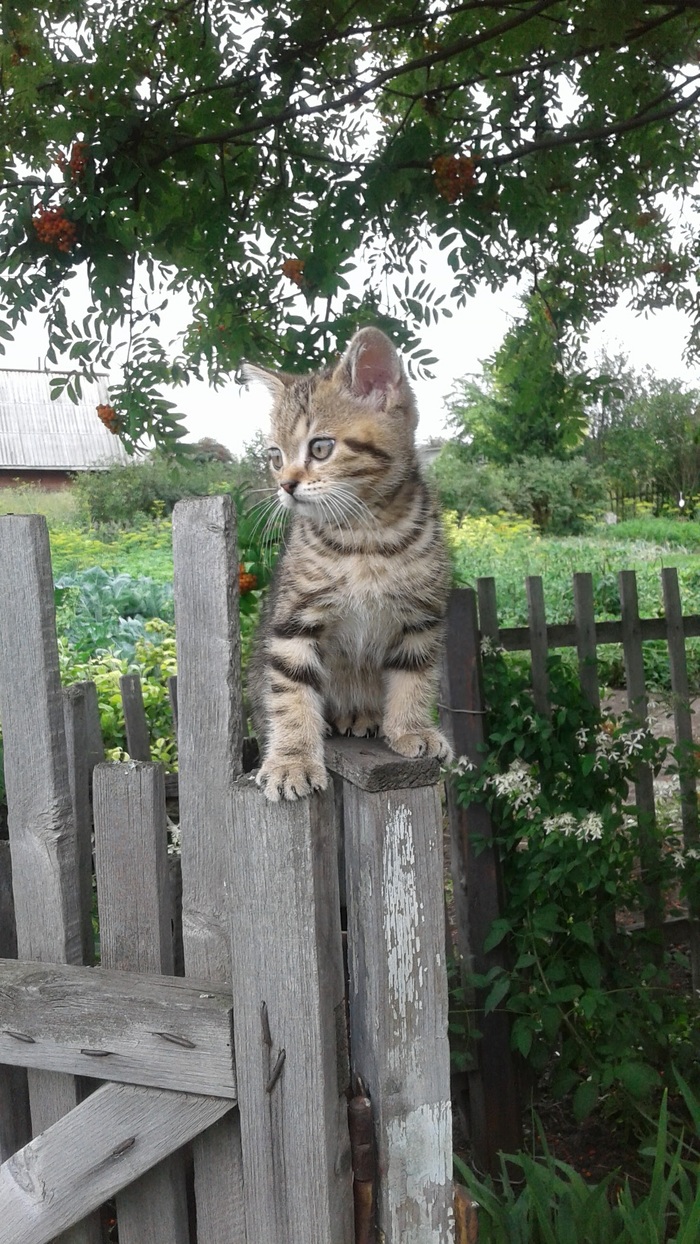 ������� ������