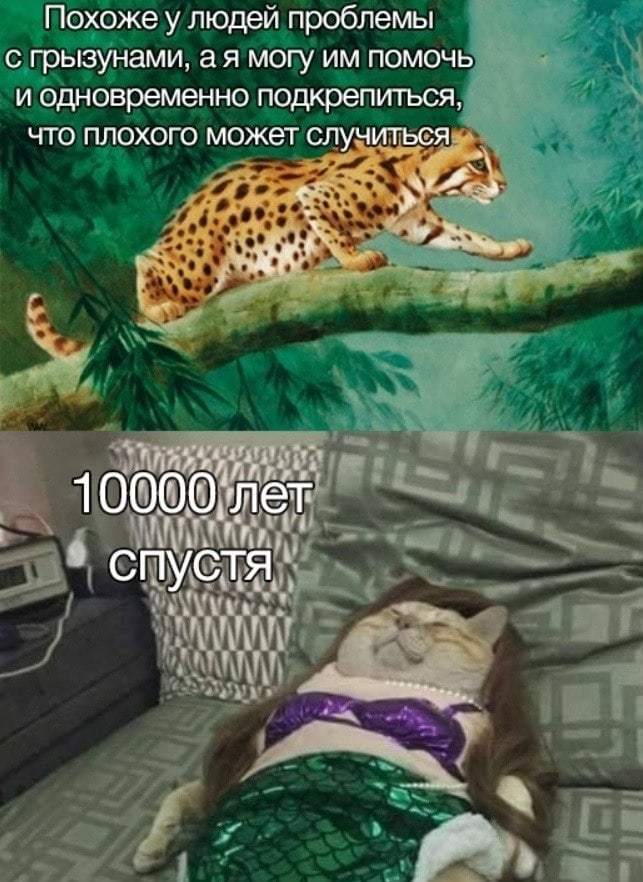 Evolution - cat, Picture with text, Evolution