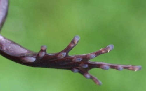 Hairy frog - Nature, Animals, Facts, The photo, Text, Planet, Peace, Longpost, Frogs