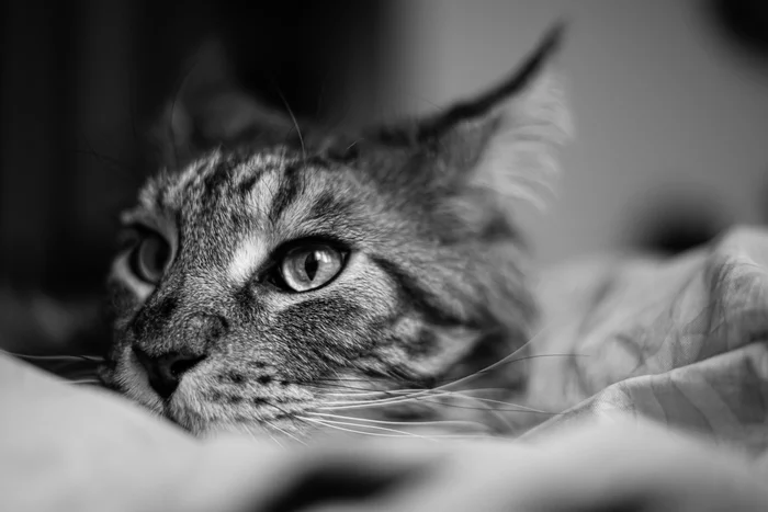 When I realized that the year of mice was coming to an end - cat, Maine Coon, Black and white photo, Awareness, Year of the Rat, My