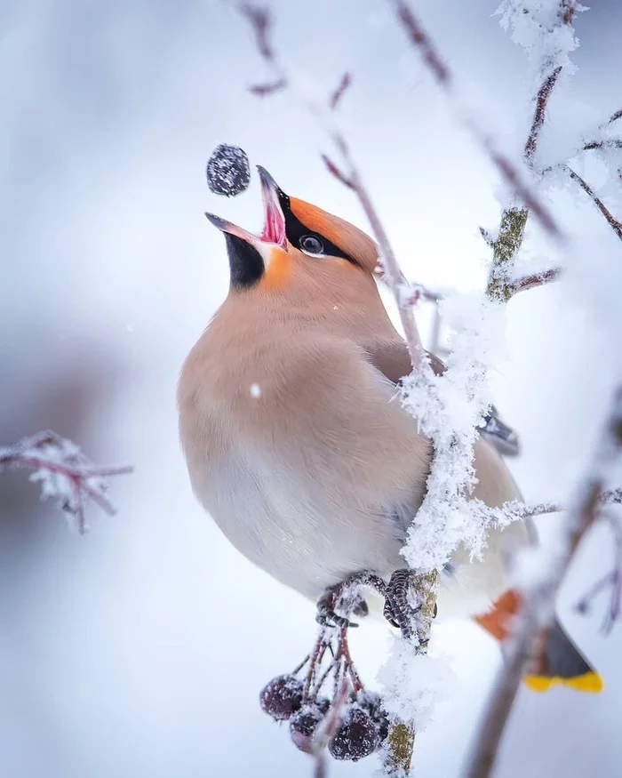 Waxwing - Waxwing, Birds, Berries, Winter, The photo