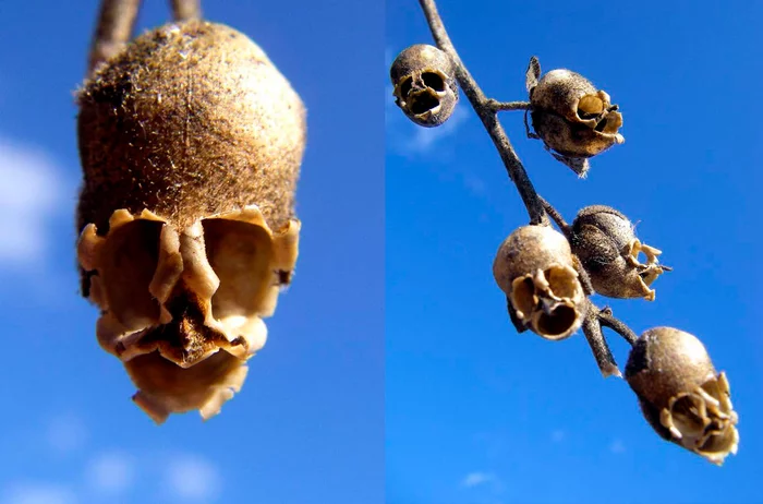 Snapdragon Pods - The photo, Plants, Snapdragon, Scull, Longpost