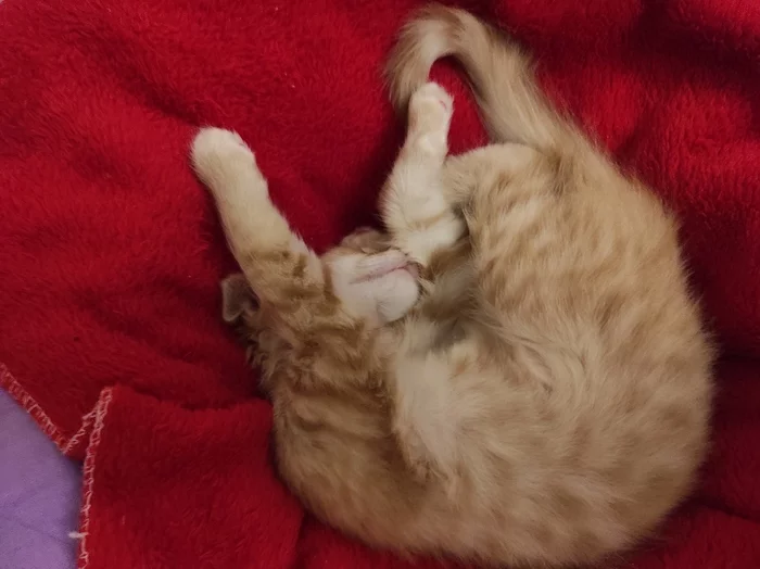 It's very good to rest in a crib - My, cat, Redheads, Sight, Pets