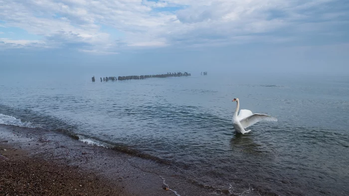 Baltic morning - My, Svetlogorsk, Kaliningrad region, Sea, Baltika, Swans, The photo, Landscape