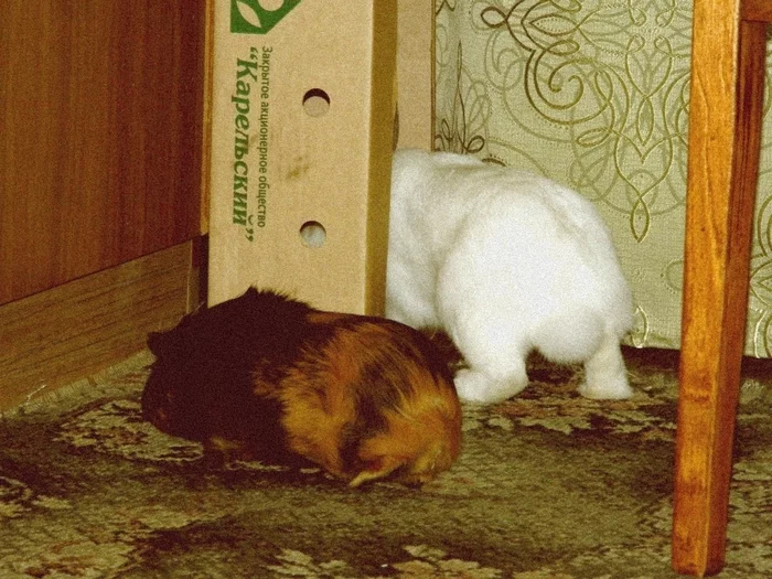 Two bandit hairy assholes - My, Guinea pig, Rabbit, Animals, friendship, Longpost