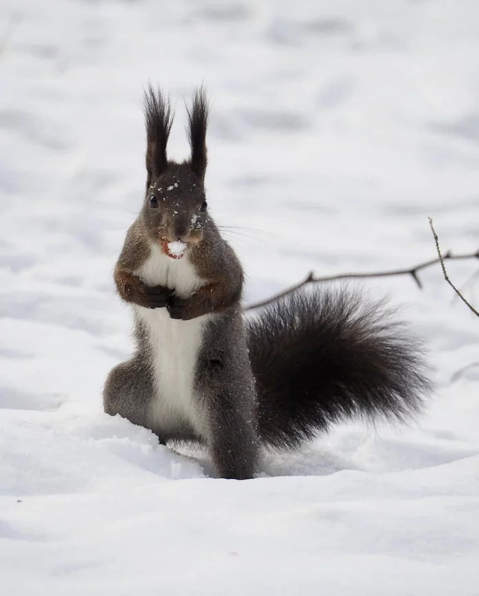Winter news: the squirrel came to eat snow - Squirrel, Winter, Snow, Sakhalin, Yuzhno-Sakhalinsk