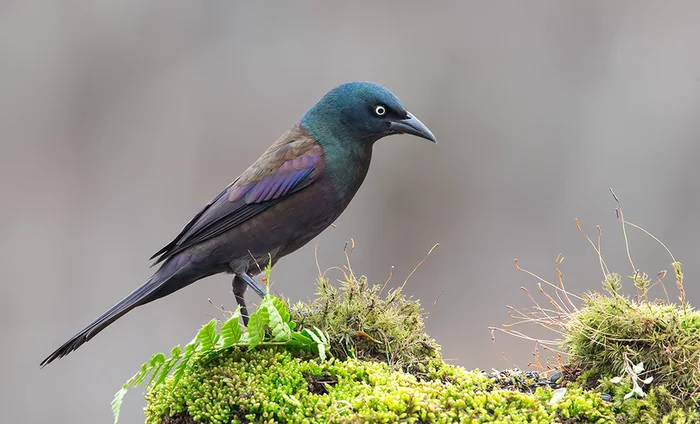 grackle - Grackle, Birds, Nature