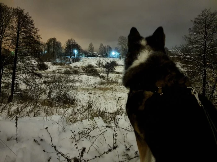 Outing - My, Dog, Walk