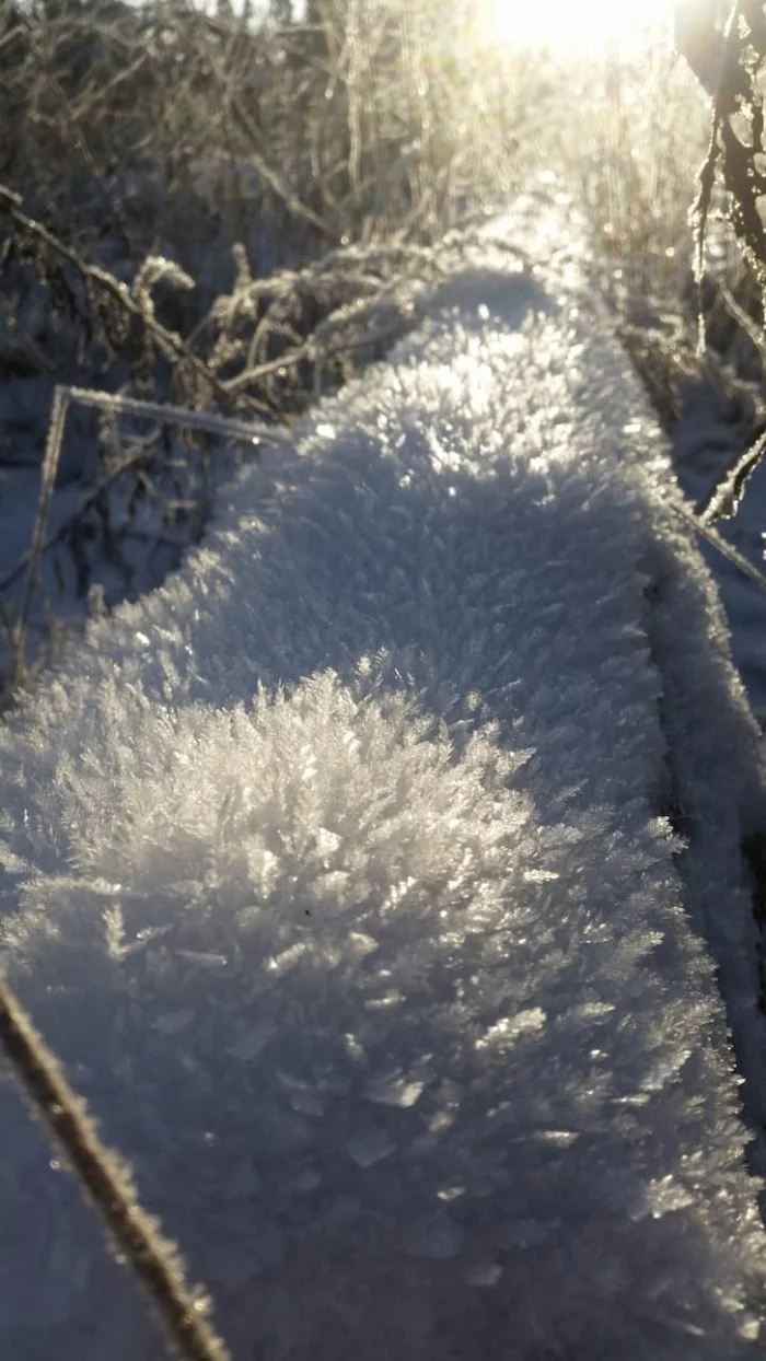 Huge snowflakes in the Moscow region - My, The photo, Snow, Nature, Snowflake, Forest, Longpost