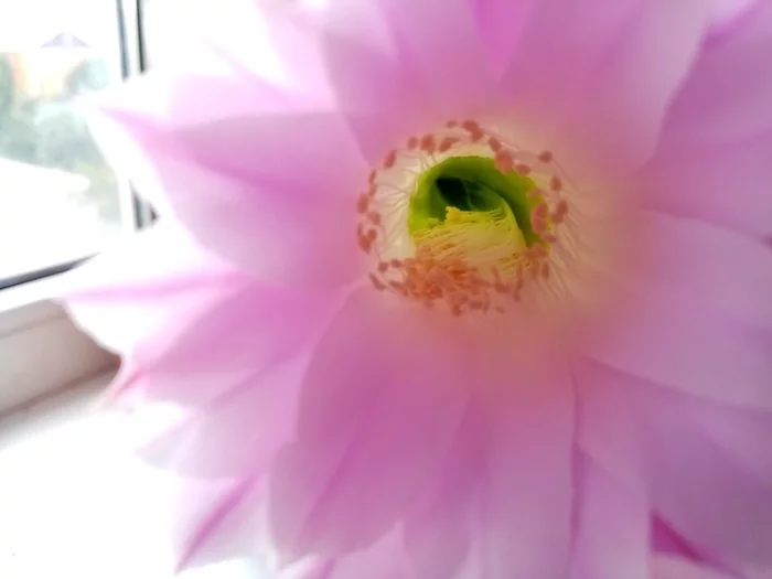 Blooming cactus - My, Blooming cacti, Cactus, Longpost, Plants, Houseplants, Echinopsis cactus