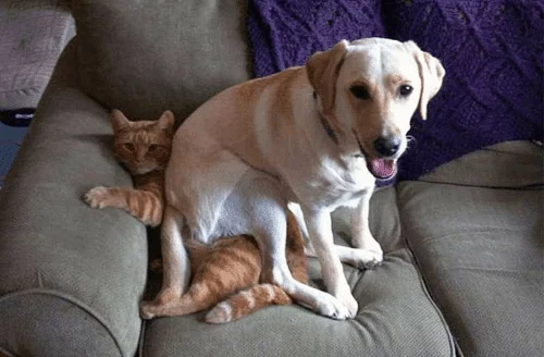 I'll sit here - cat, Dog, Dominate Conquer Humiliate