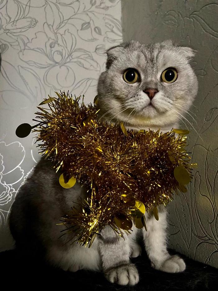 Фото на паспорт