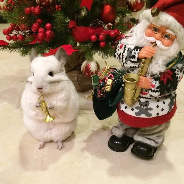 Happy New Year - Chinchilla, New Year, Santa Claus, Milota, Animals, Bubu