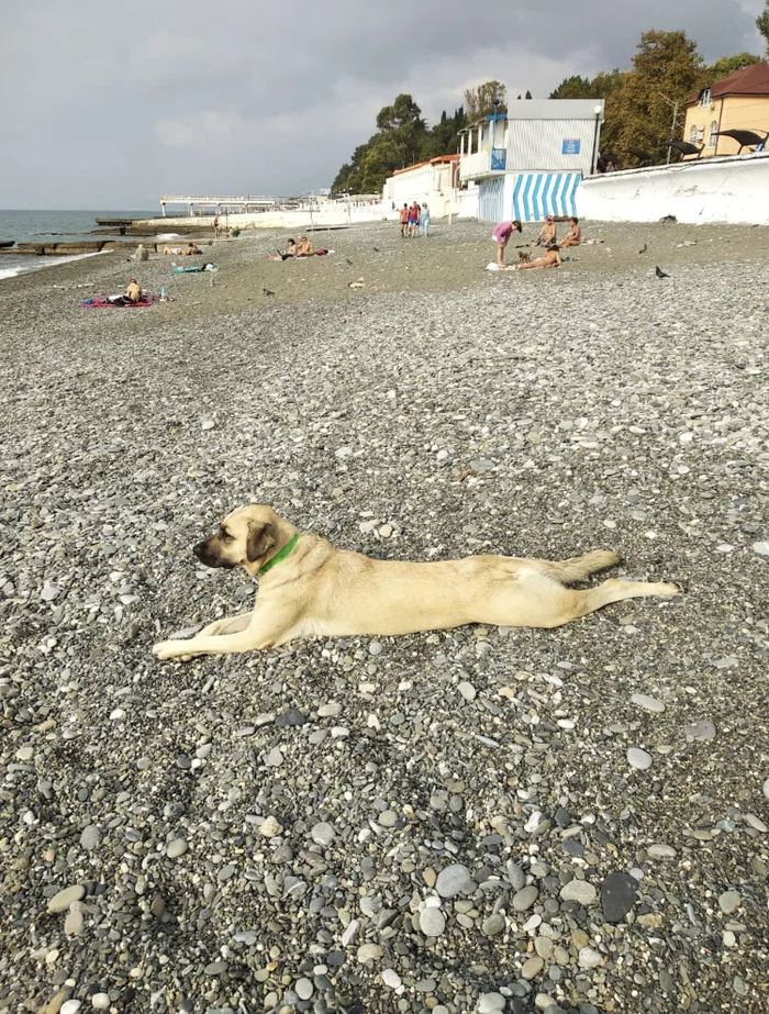 Sea.. good boy.. for positive) - My, Good boy, Sea, Dog