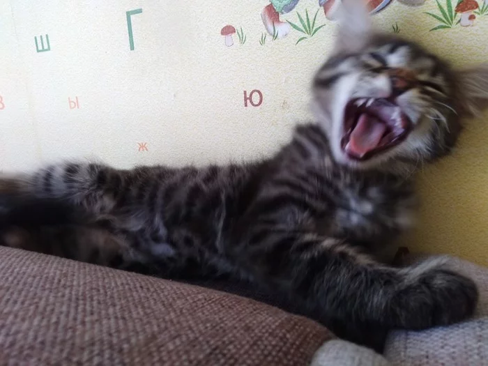 Really - cat, Images, Yawn, Two women yell at the cat