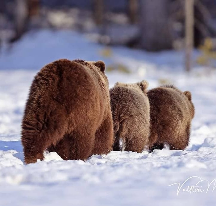 Три медведя