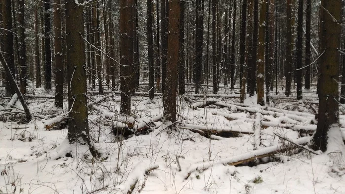 Winter walk with dogs in the forest - My, Dog, Pets, Winter, Forest, Nature, Weather, The photo, Mood, Longpost