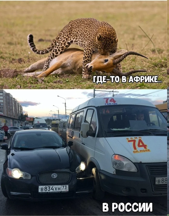 Gazelle attacks jaguar, or vice versa - The photo, Africa, Russia, Wild animals, Humor, Road accident, Jaguar, Gazelle, Jaguar