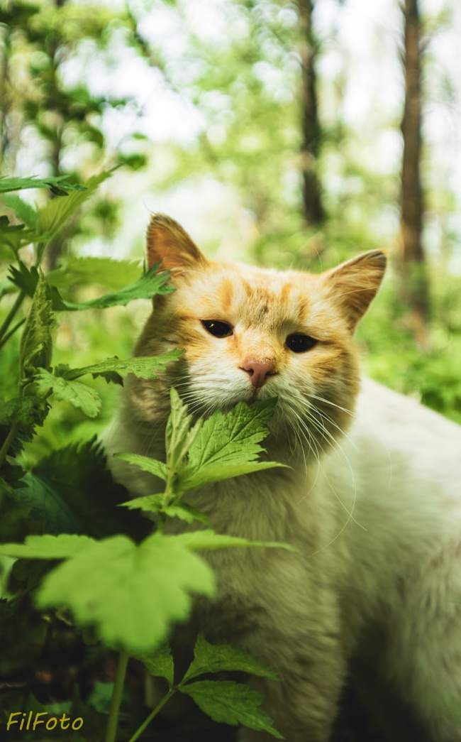 Let me brighten up the feed with some beautiful cats - My, cat, Tricolor cat, Spring, The photo, Moscow region, Sony, Minolta, Siamese cat, Longpost