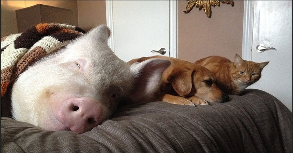 Спавшие животные людей. Минипиг Эстер. Спящие животные. Смешные свиньи. Свинья в кровати.
