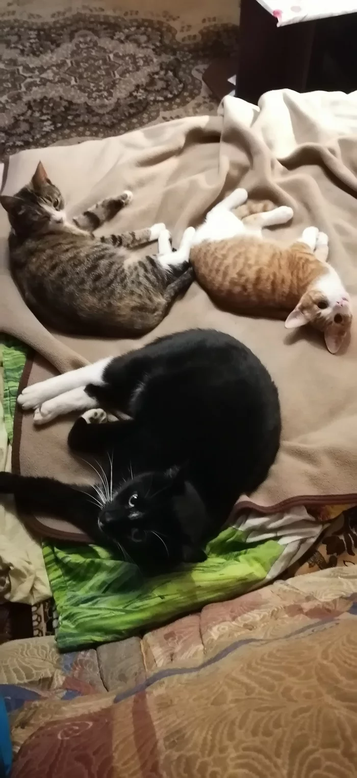 Three cats - My, Kittens, cat, Longpost