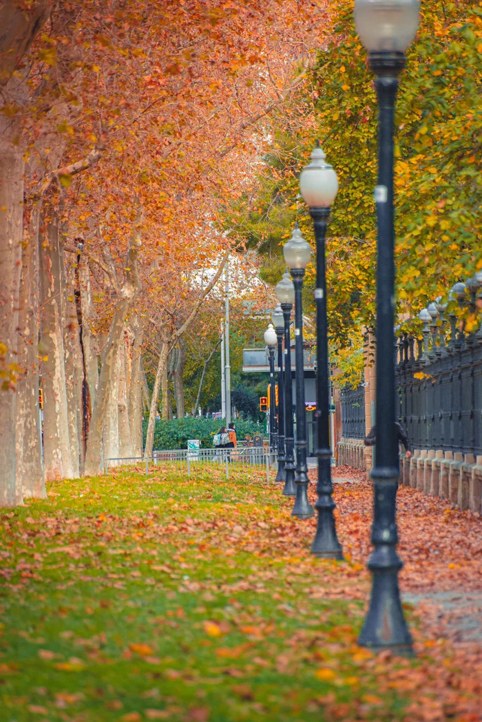 Barcelona. Not far from the Arc de Triomphe - My, Barcelona (city), Spain, The photo, Tree, The park, Autumn